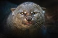 Jaguarundi (Herpailurus yagouaroundi) Royalty Free Stock Photo