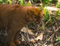 Jaguarundi Puma yagouaroundi Royalty Free Stock Photo