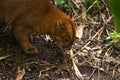 Jaguarundi Puma yagouaroundi Royalty Free Stock Photo