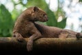 Jaguarundi side portrait (Herpailurus yagouaroundi) Royalty Free Stock Photo