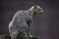 Jaguarundi (Puma yagouaroundi) Royalty Free Stock Photo