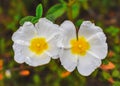 Jaguarzo morisco Cistus salviifolius Flower