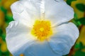 Jaguarzo morisco Cistus salviifolius Flower