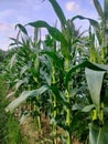 Jagung manis corn farming agriculture Royalty Free Stock Photo