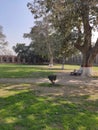 Jahangir tomb / mausoleum