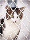 Jailed cat (6) Royalty Free Stock Photo