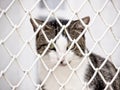 Jailed cat (7) Royalty Free Stock Photo