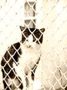Jailed cat (3) Royalty Free Stock Photo