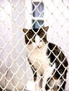 Jailed cat Royalty Free Stock Photo