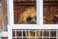 A jailed old dog looking at the camera