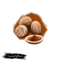 Jaiphal Powder Nutmeg Myristica fragrans ayurvedic herb digital art illustration with text isolated on white. Healthy organic spa