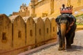 Jaipur, India - August 20, 2009: elephant coming down from the road leading to jaipur fort in India