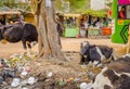 JAIPUR, INDIA - AUGUST 25 2017: A group of stray cows sitting in the midst of garbage on the streets of India