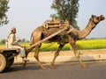 Jaipur, India- 28 January 2008: rural male farmer on a cart, a camel is driving the cart ,