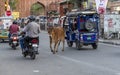 Jaipur, India. march 27 2023 Traffic with sacred cow in the street Royalty Free Stock Photo