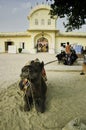 Jaipur, India - October 20, 2012: Closeup shot of a sitting tied domestic camel used as a human ride