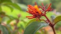 Red Flowers With Background Blur