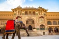 Indian elephant used for tourist ride at the historic Amer Fort at Jaipur, Rajasthan, India