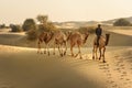 Indian cameleer with camels in Thar desert. Jaisalmer. India