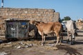 Cows eating trash