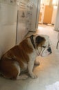 Jak the English Bulldog just thinking Royalty Free Stock Photo