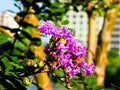 Jakaranda flowers blooming Royalty Free Stock Photo