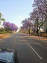 Jakaranda tree polokwane Magazyn street Royalty Free Stock Photo