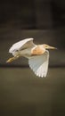 Jakarta - Kemayoran, August 17, 2023: Flying Egret