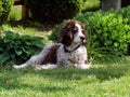 Jake enjoying a lazy summer day.