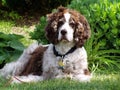 Jake enjoying a lazy summer day 2 Royalty Free Stock Photo