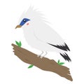 Jalak Bali - Bali Myna, Bird of Indonesia Vector Royalty Free Stock Photo