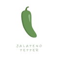 jalapeno pepper flat design vector illustration.Capsicum annuum jalapeno chili