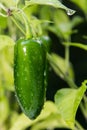 Jalapeno Pepper Royalty Free Stock Photo