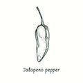 Jalapeno pepper. Ink black and white doodle drawing