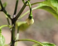 Jalapeno pepper plant flowering