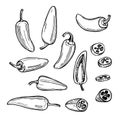 Jalapeno peppers. Sketch illustration