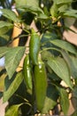 Jalapeno plant