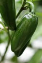 Garden fresh jalopeno awaiting a tasty meal Royalty Free Stock Photo