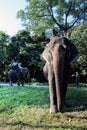 Jaldapara elephant safari.