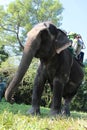 Jaldapara elephant safari.