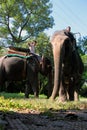 Jaldapara elephant safari.