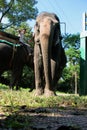 Jaldapara elephant safari.