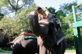 Jaldapara elephant safari.