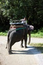 Jaldapara elephant safari.