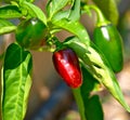 Jalepeno Pepper Plant