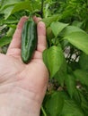 Jalepeno Pepper