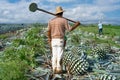 Jalisco tequila, the peasants have cut the agave in the field and are leaving.
