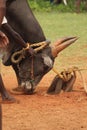 Jallikattu bull in india Royalty Free Stock Photo