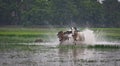 Jallikattu, a rural advanture sport