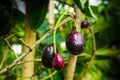 Jam or Kalojam, Plum, Damson Plum, Duhat Plum, Jambolan Plum, Java Plum or Portuguese Plum. Jambul, Jamun Or Jambolan